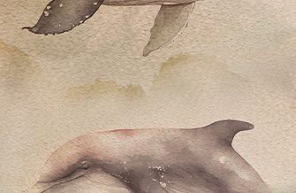 Whales and Dolphins in the Azores