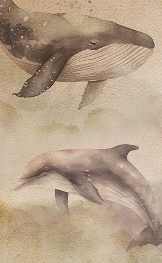 Whales and Dolphins in the Azores