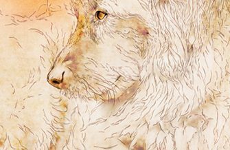 Cão Serra da Estrela