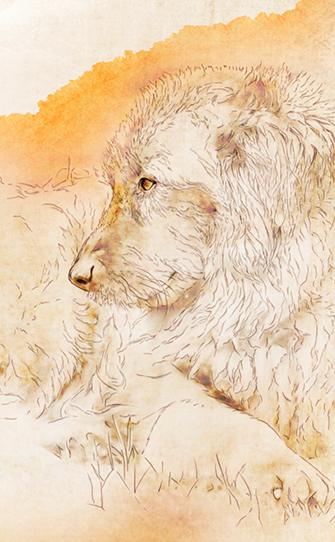 Cão Serra da Estrela